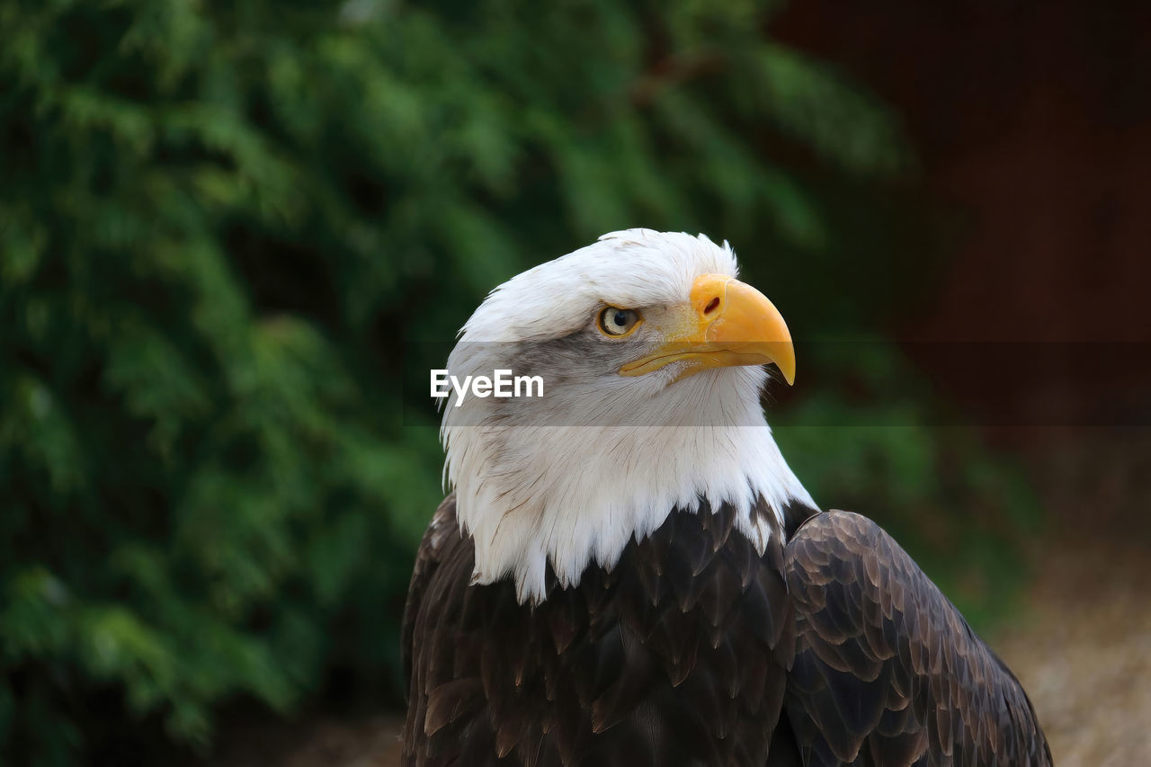 close-up of bald eagle