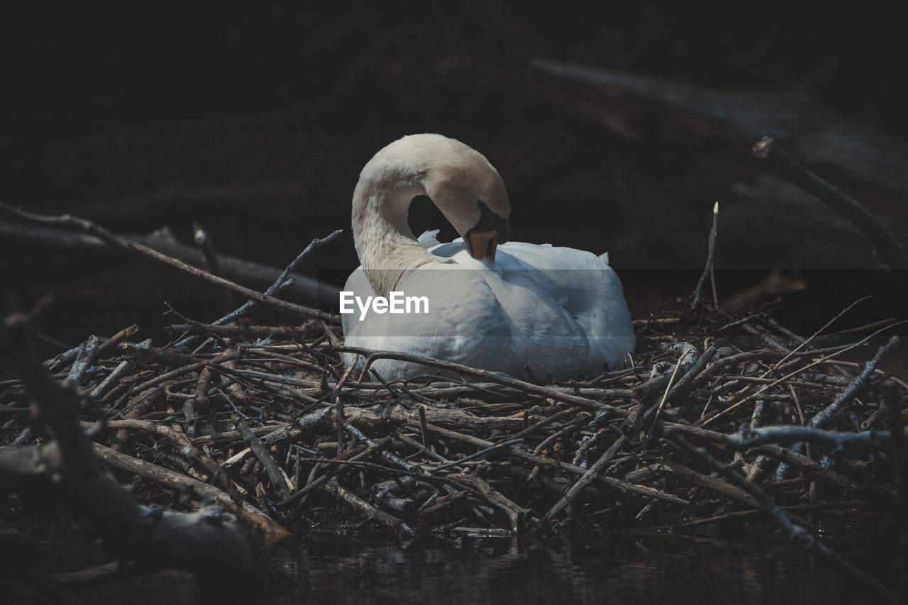 Close-up of swan in nest