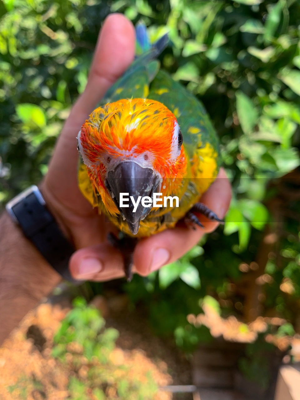 CLOSE-UP OF HAND HOLDING FLOWER ON PLANT