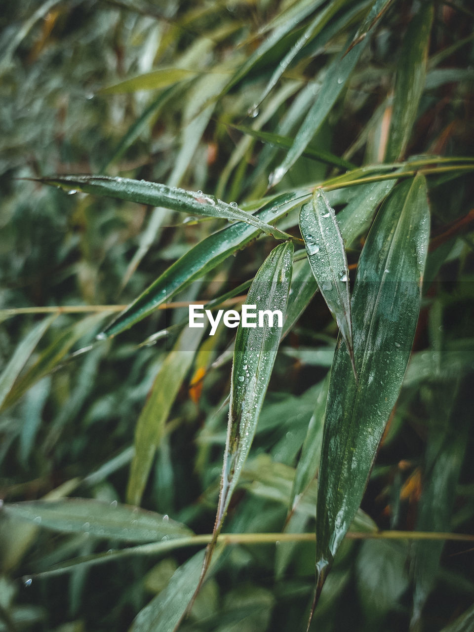 Close up of bamboo leaves with dew drops