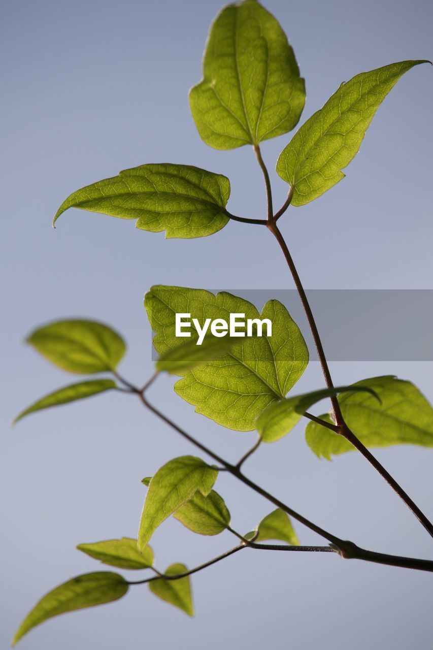 leaf, plant part, branch, green, plant, nature, tree, no people, yellow, plant stem, growth, flower, sky, beauty in nature, outdoors, close-up, freshness, twig, studio shot, food and drink, food, produce, blue, clear sky