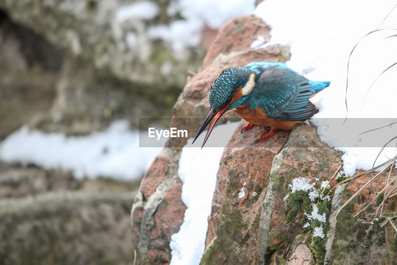 bird, animal themes, animal, animal wildlife, wildlife, one animal, nature, perching, tree, rock, beauty in nature, multi colored, outdoors, no people, environment, blue, focus on foreground, plant, day, feather