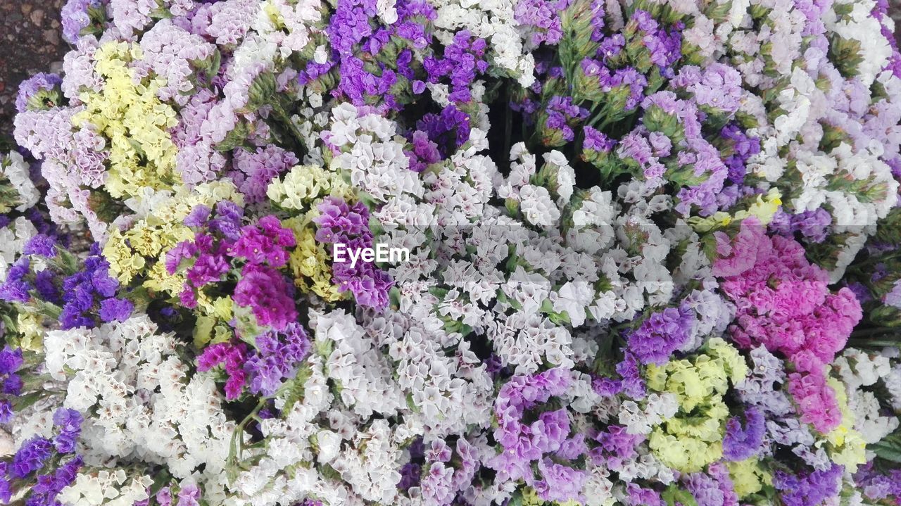 CLOSE-UP OF PURPLE FLOWERS GROWING OUTDOORS