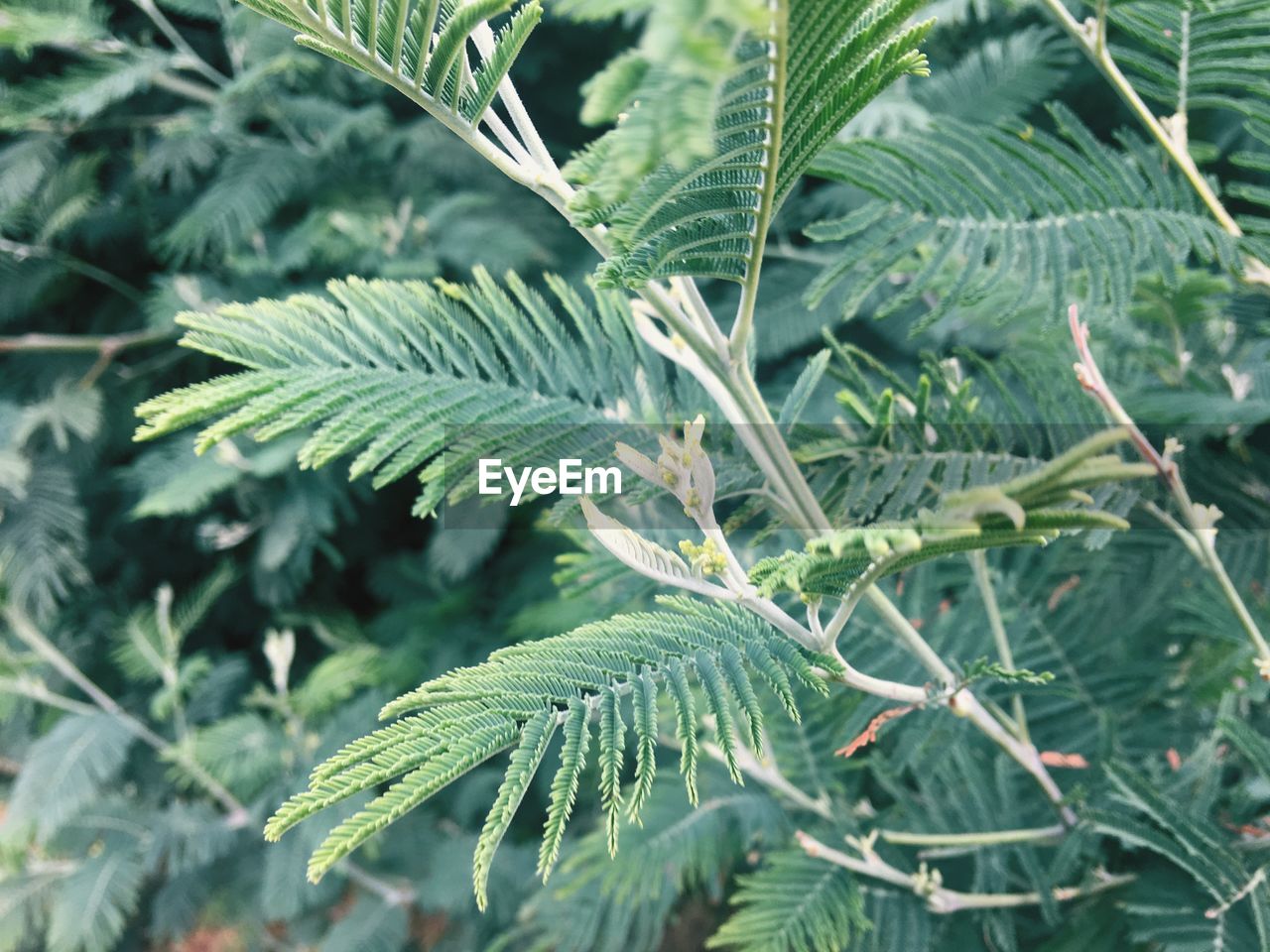 CLOSE-UP OF FERN LEAVES