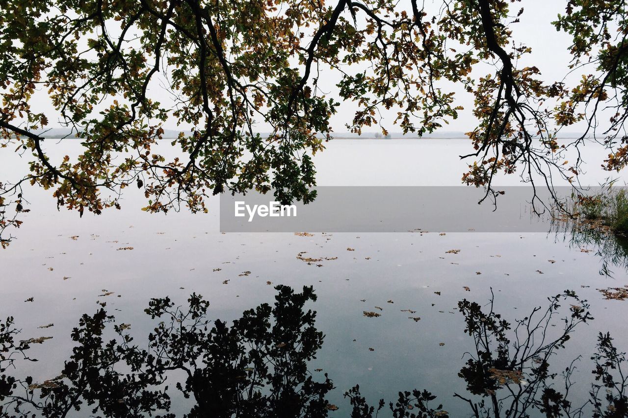 Overhanging branches reflecting in calm lake