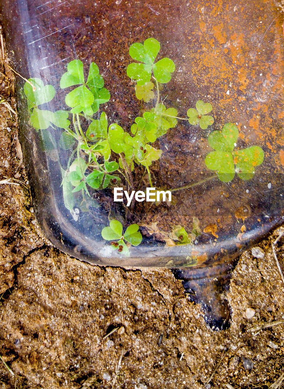 PLANTS GROWING ON ROCKS