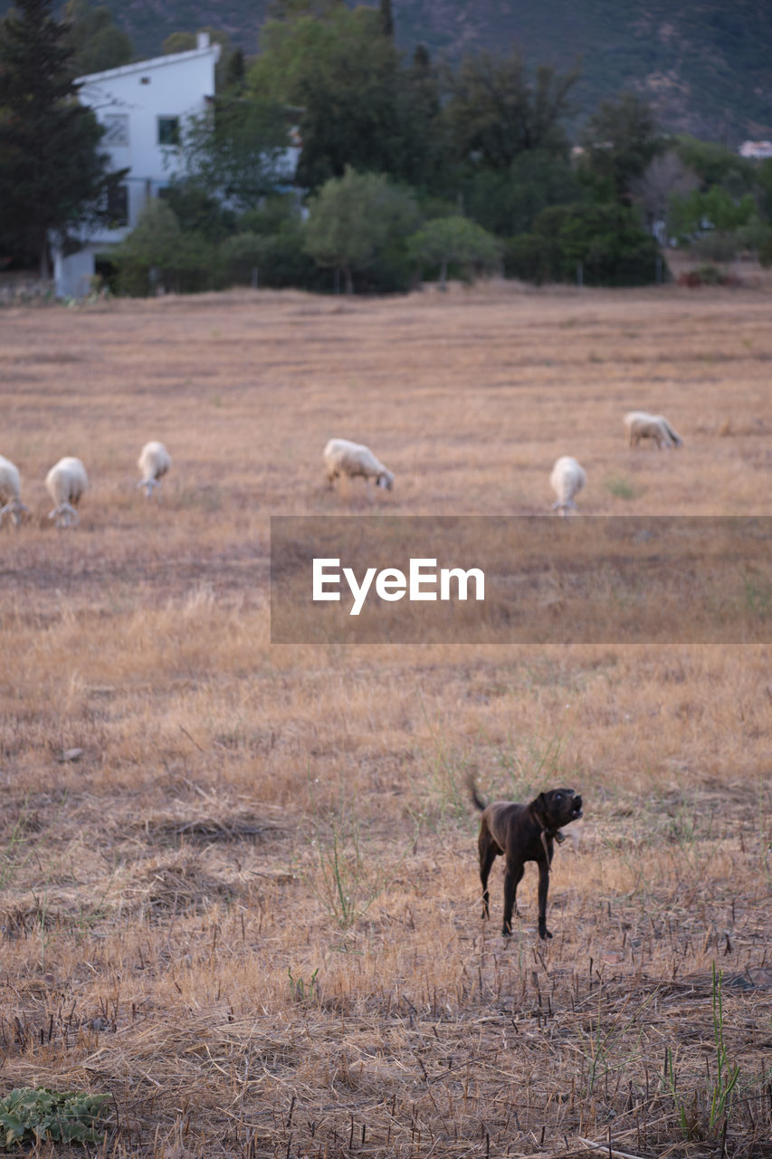 VIEW OF SHEEP ON FIELD