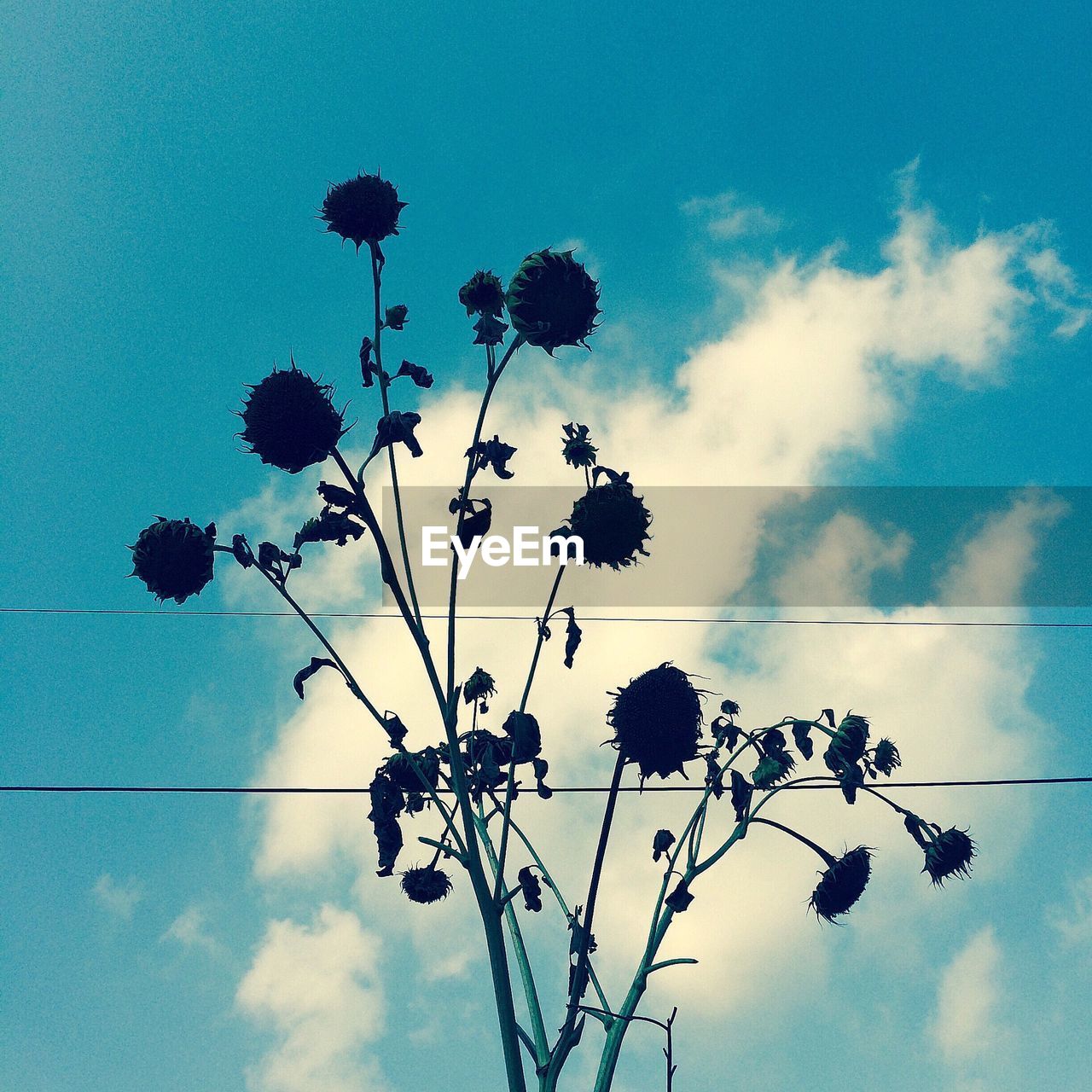 Low angle view of wilted plants against blue sky