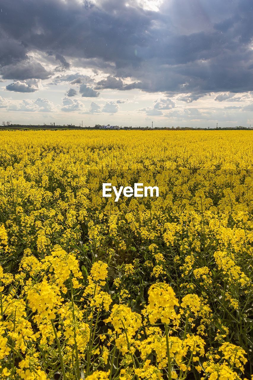 landscape, yellow, field, plant, agriculture, beauty in nature, flower, environment, produce, land, vegetable, rapeseed, sky, rural scene, cloud, food, flowering plant, canola, crop, oilseed rape, freshness, growth, nature, scenics - nature, farm, abundance, tranquility, fragility, springtime, no people, tranquil scene, brassica rapa, idyllic, blossom, horizon over land, horizon, vibrant color, outdoors, day, sunlight, mustard, cultivated, non-urban scene, prairie, summer, urban skyline