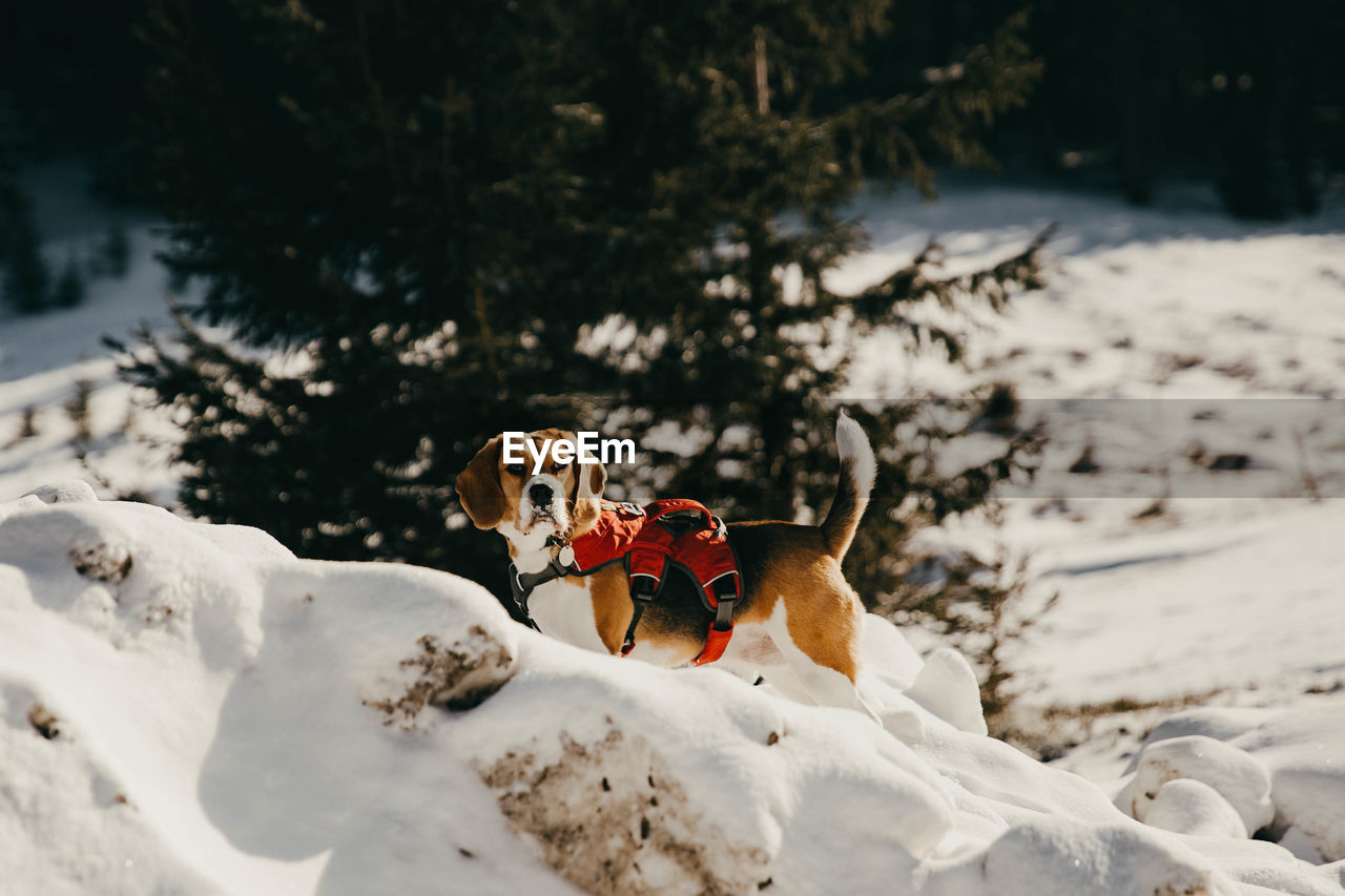 Dog in snow covered land