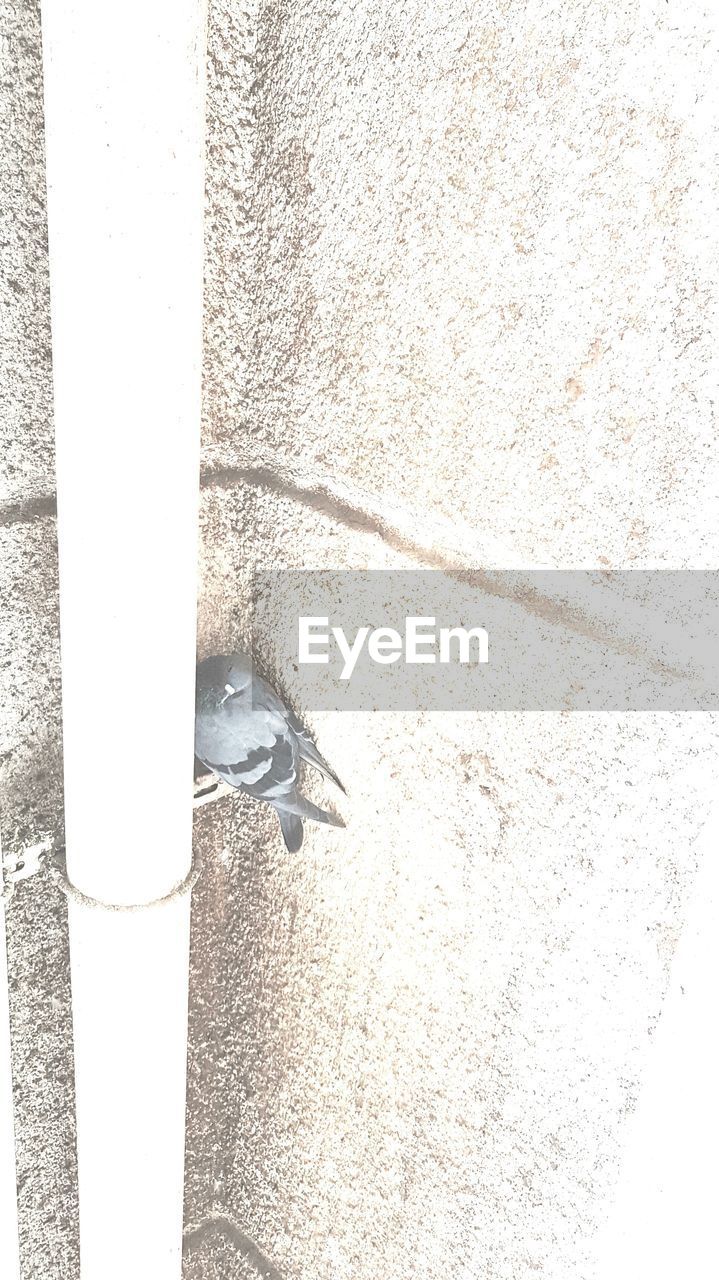 HIGH ANGLE VIEW OF BIRD ON SHADOW OF SUNLIGHT