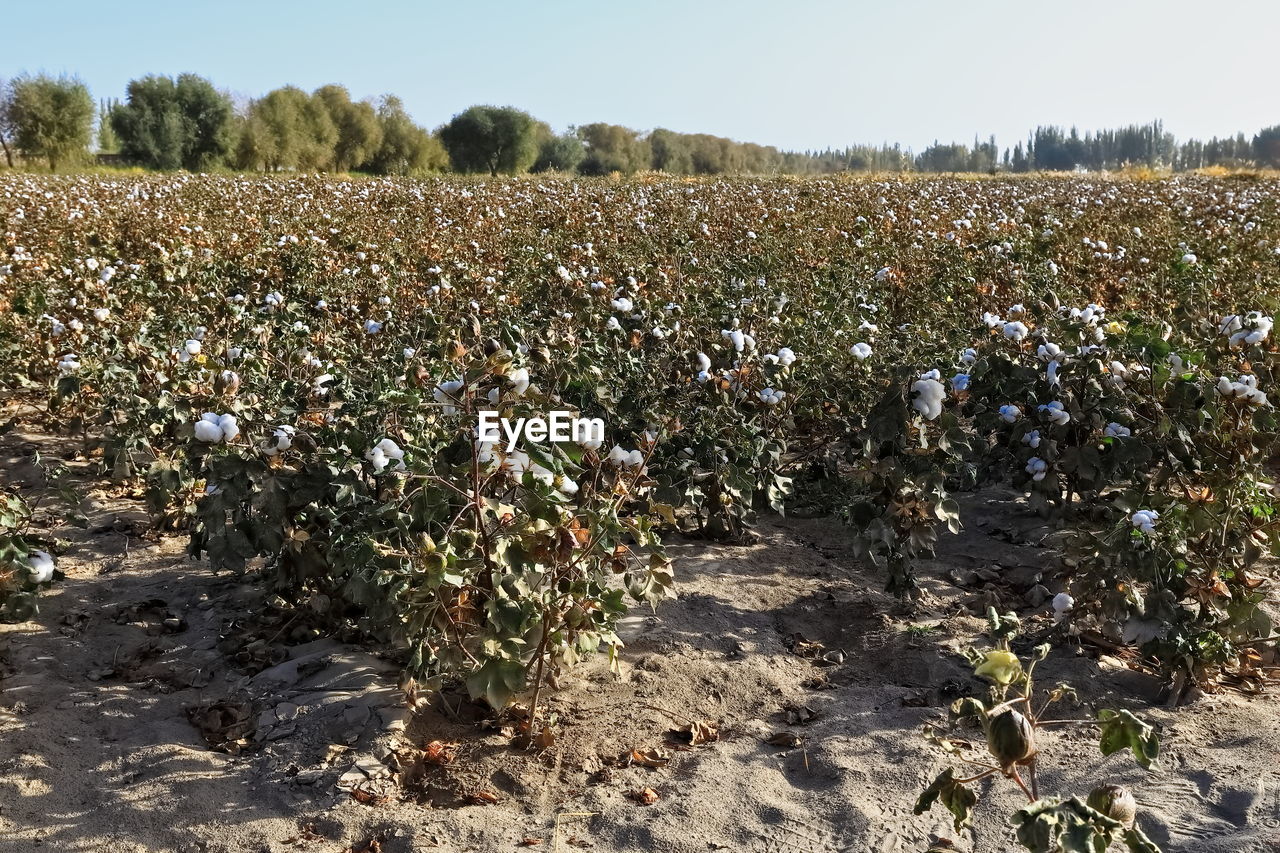 SCENIC VIEW OF AGRICULTURAL FIELD