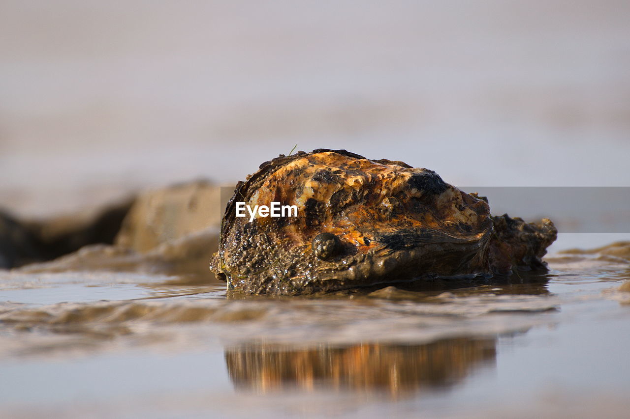 Close-up of rock on sea shore