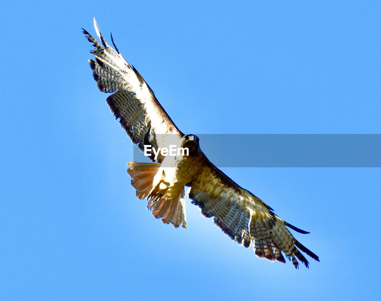 bird, animal, animal themes, flying, wildlife, animal wildlife, bird of prey, one animal, spread wings, sky, clear sky, animal body part, falcon, blue, eagle, buzzard, nature, hawk, no people, sunny, kite, mid-air, beak, wing, motion, low angle view, animal wing, day, outdoors, beauty in nature, bald eagle, vulture, full length