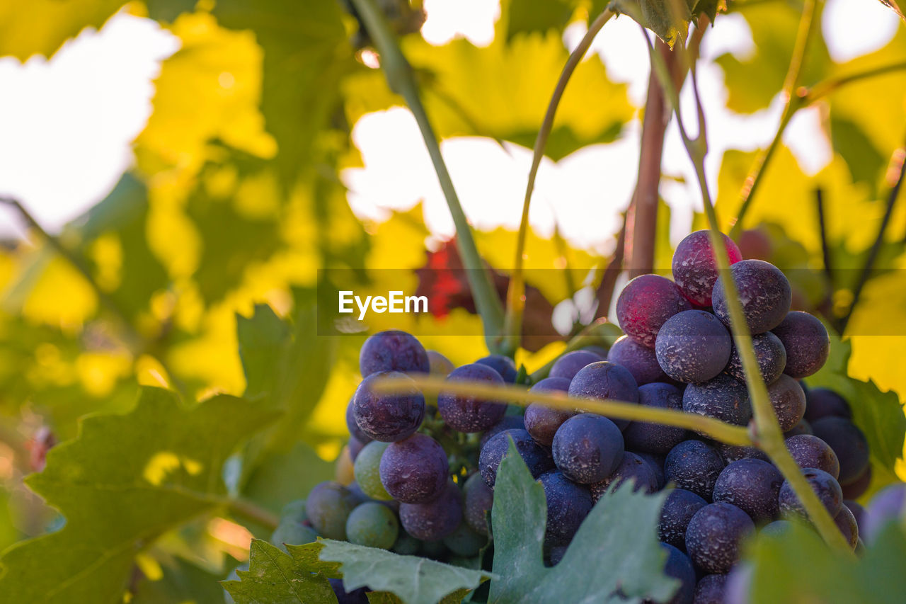 CLOSE-UP OF GRAPES GROWING IN PLANT