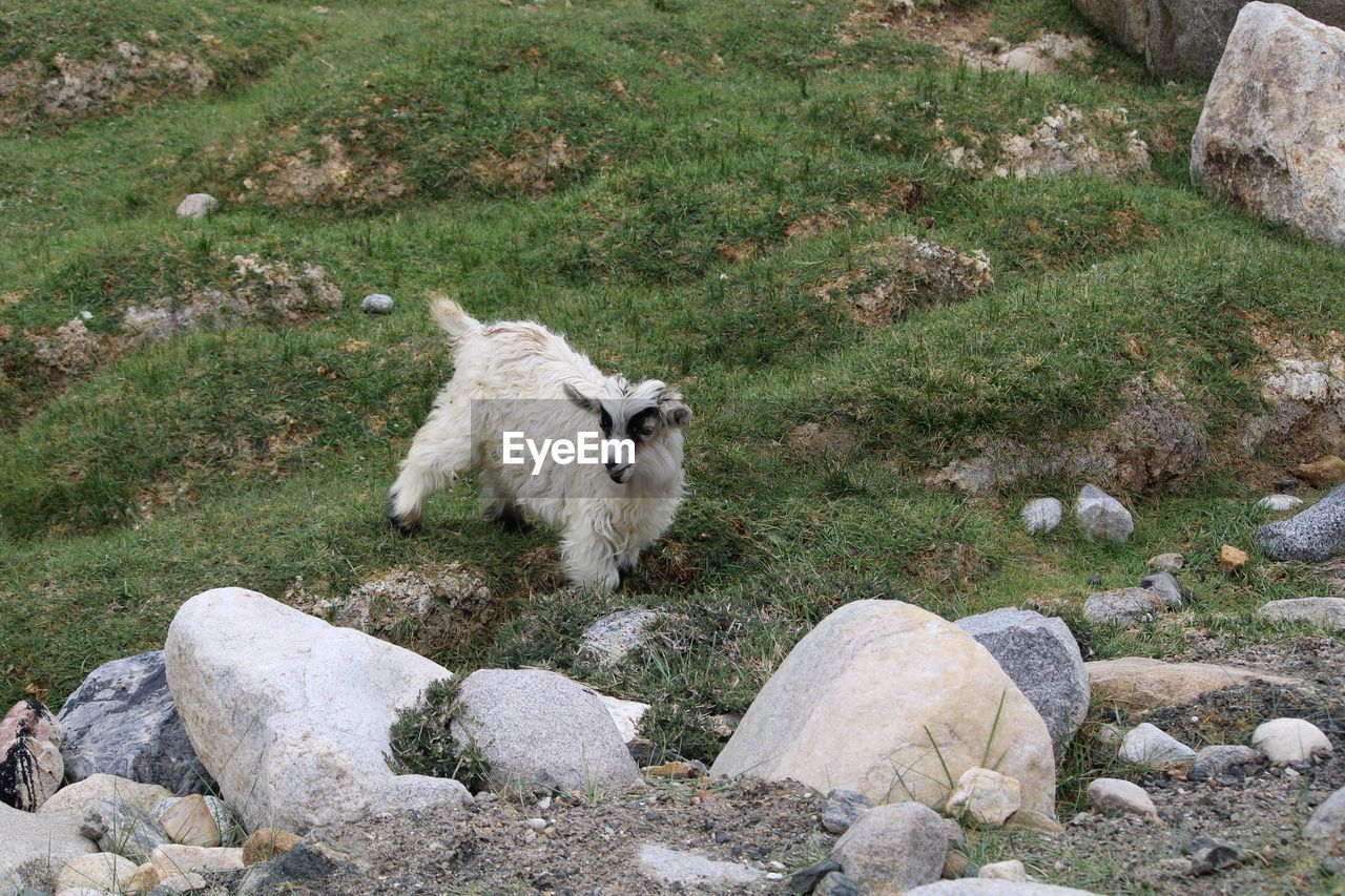 View of a sheep in grass