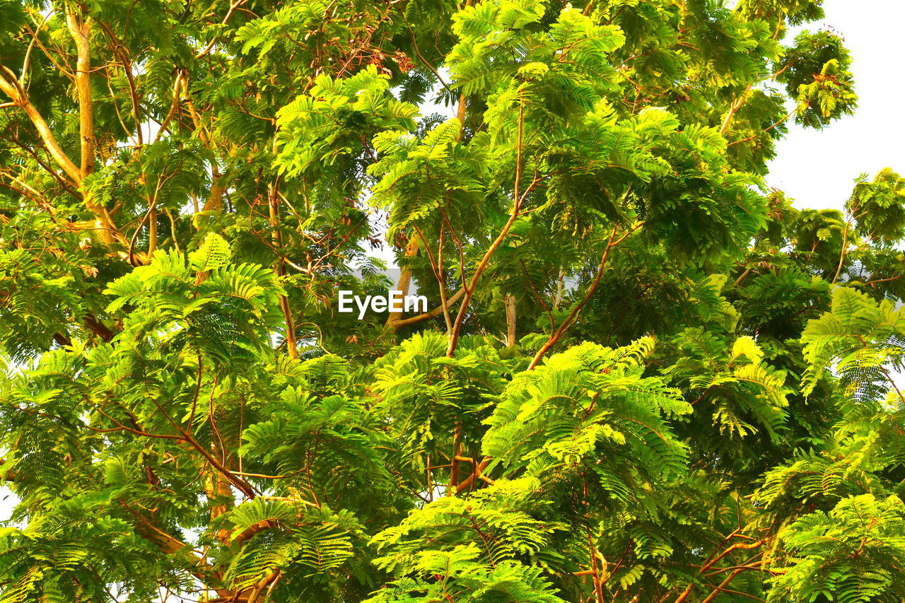 LOW ANGLE VIEW OF TREES AGAINST SKY