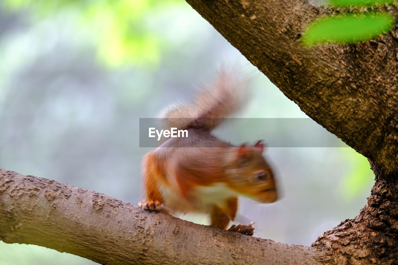 LOW ANGLE VIEW OF SQUIRREL ON TREE TRUNK