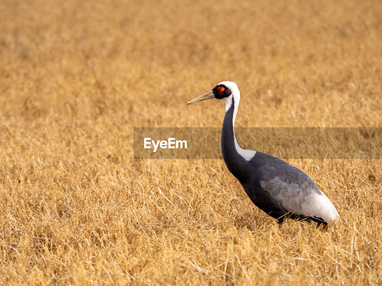 Side view of a bird on field