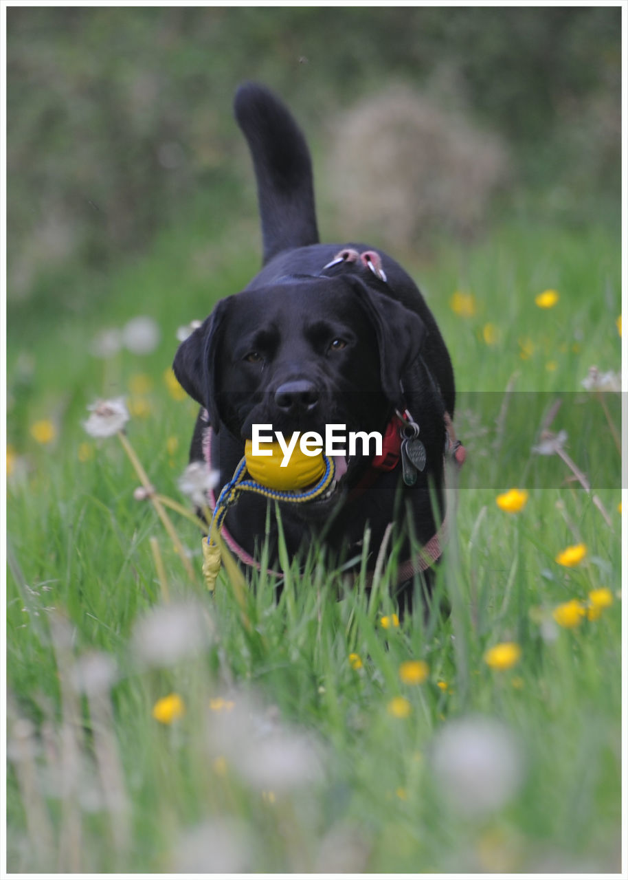 Black dog in a field with yellow ball