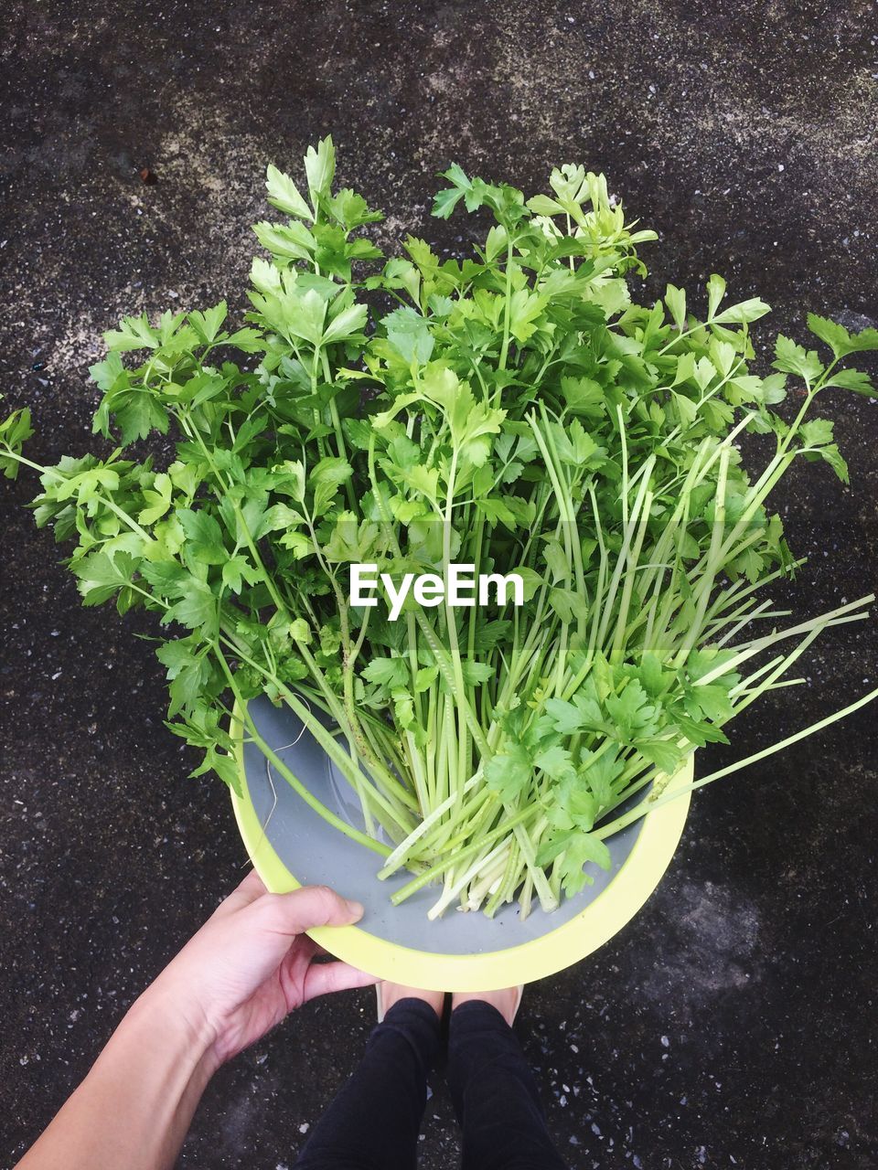 Cropped hand holding cilantro in container