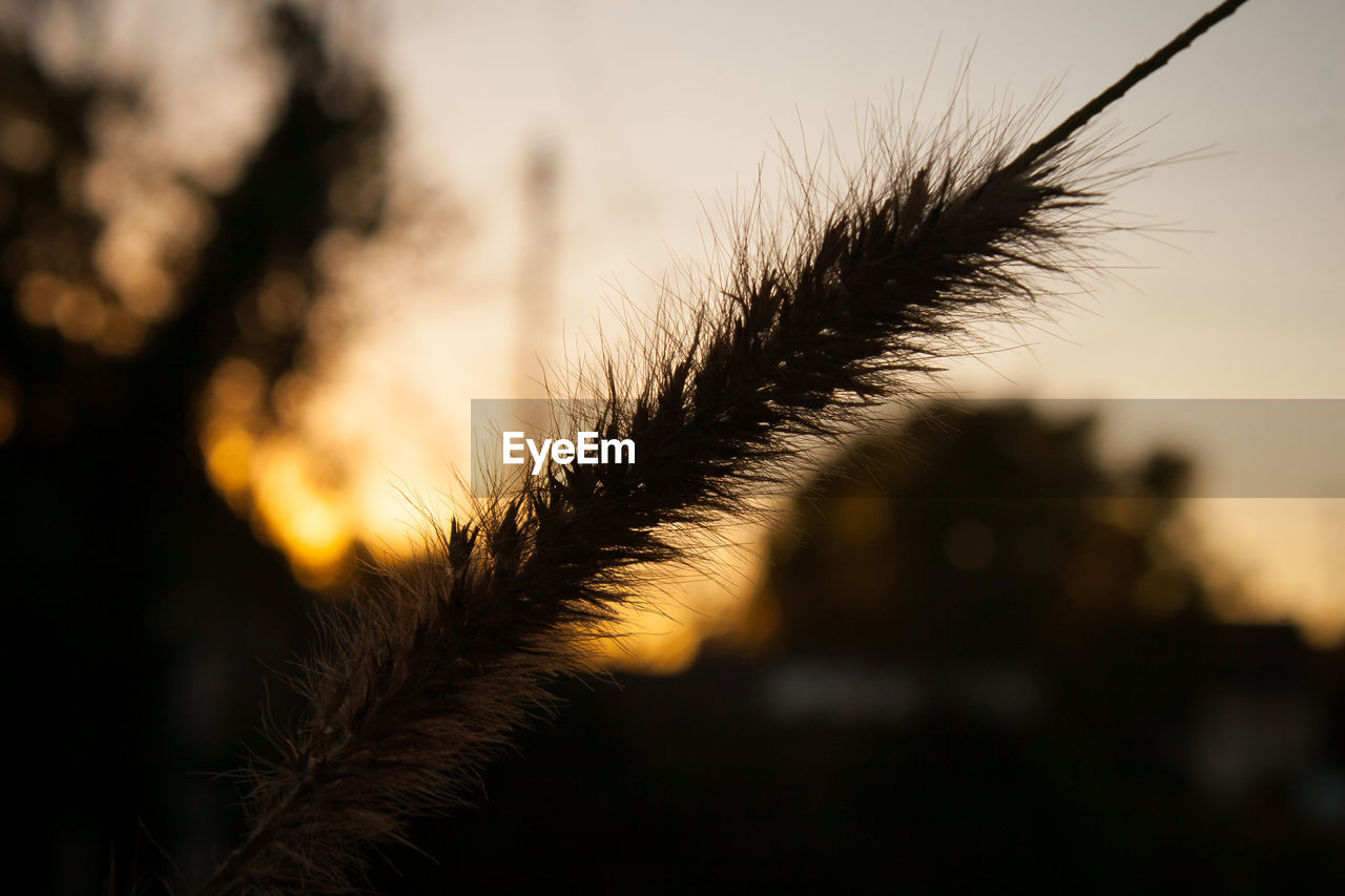 Close-up of silhouette plant on field against sky during sunset