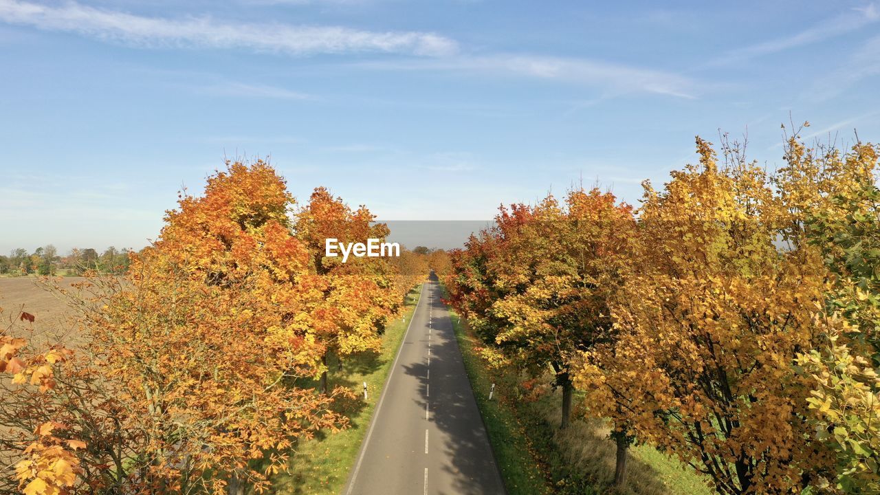 ROAD AMIDST PLANTS DURING AUTUMN