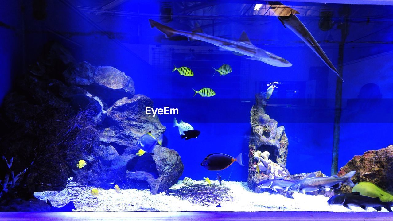 FISH IN AQUARIUM