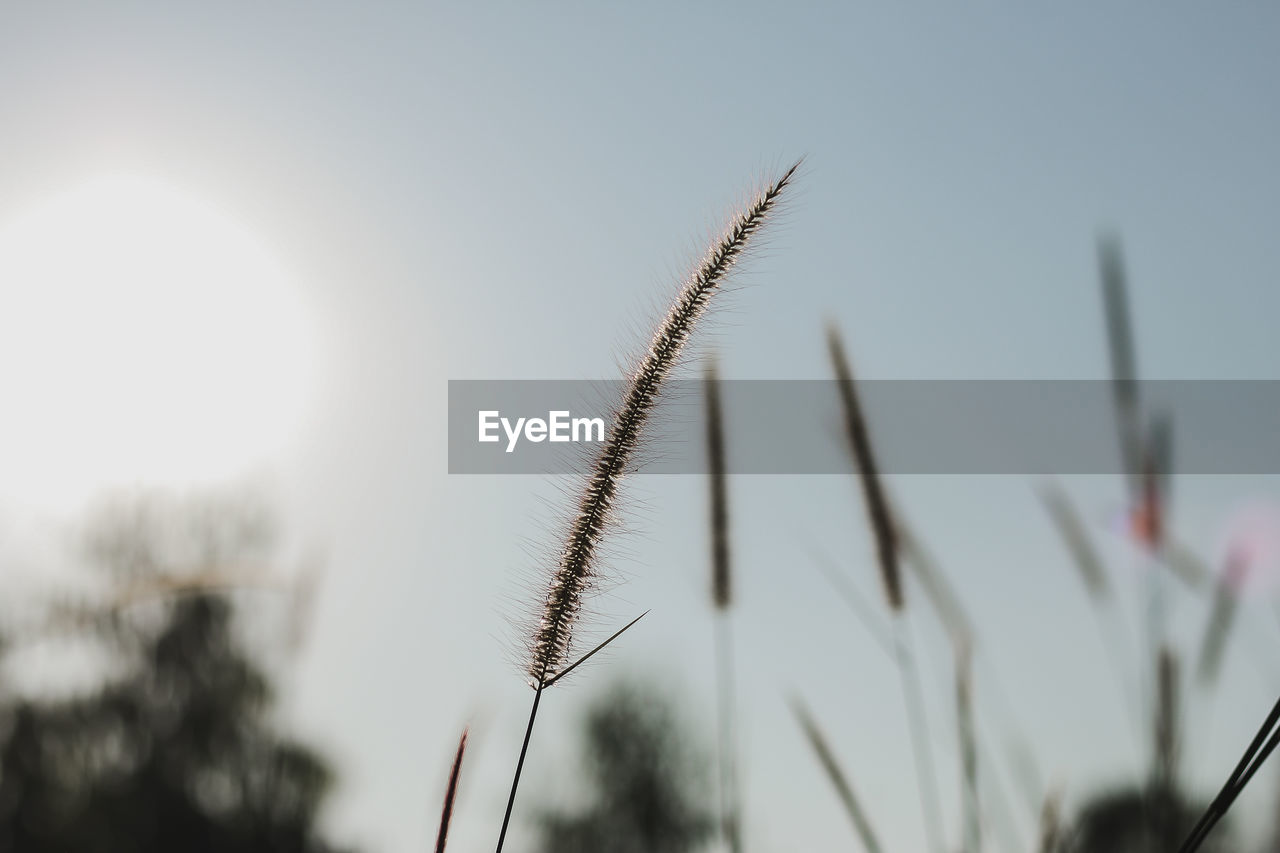 Close up plant