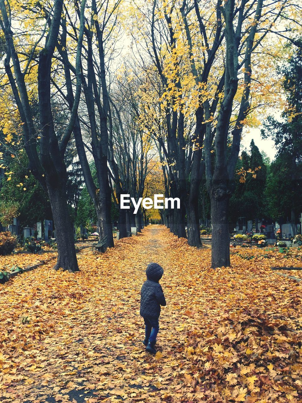 Rear view of boy walking on autumn leaves