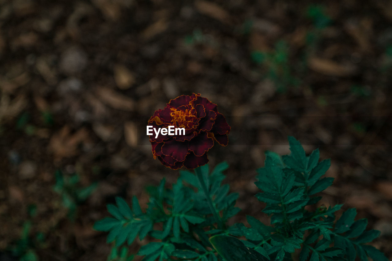 Close-up of plant against blurred background