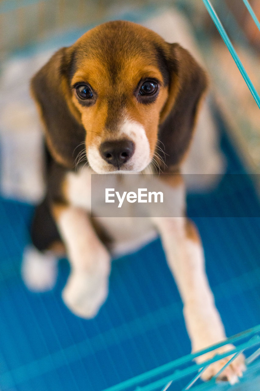 Close-up of beagle dog