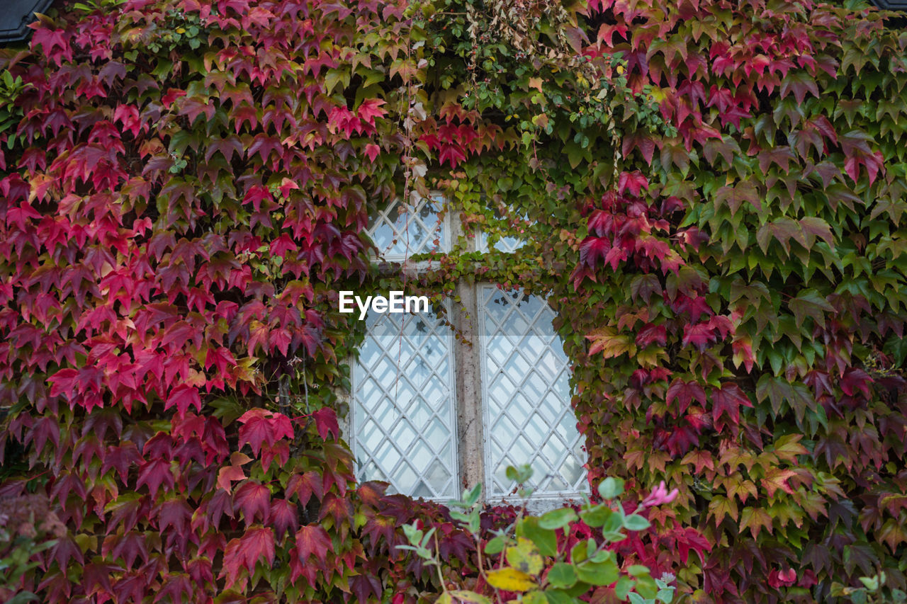 FLOWERING PLANTS BY WINDOW