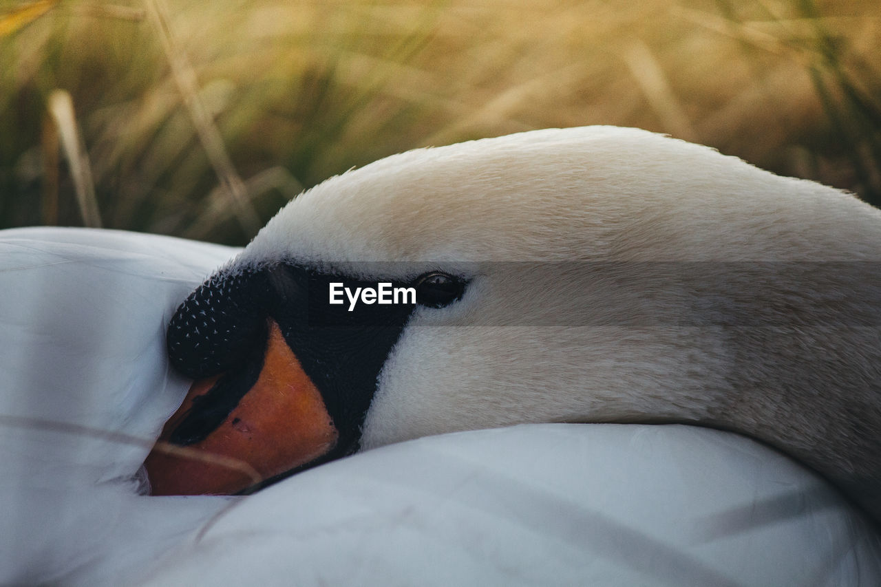 Close-up of a bird