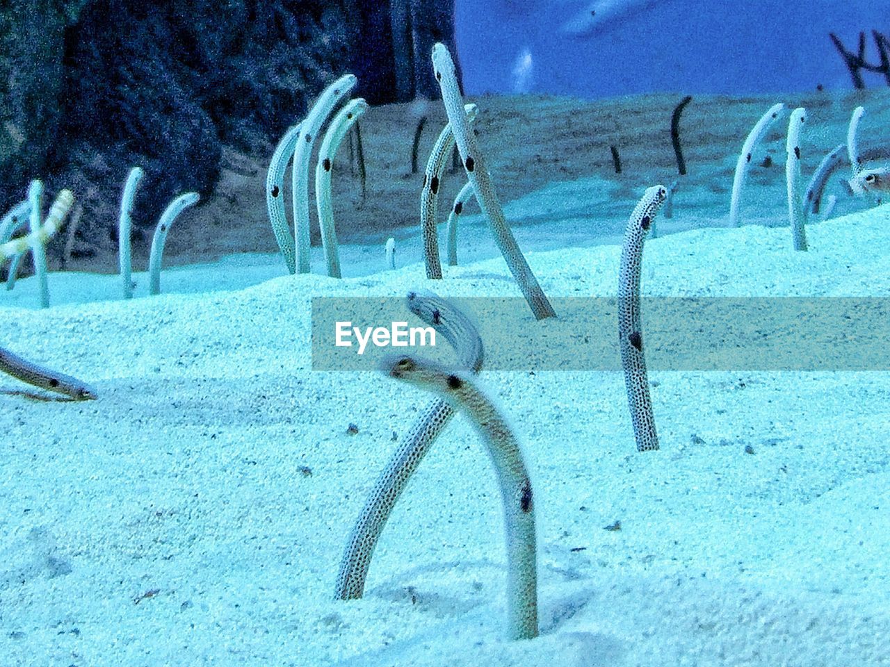 Garden eels in aquarium