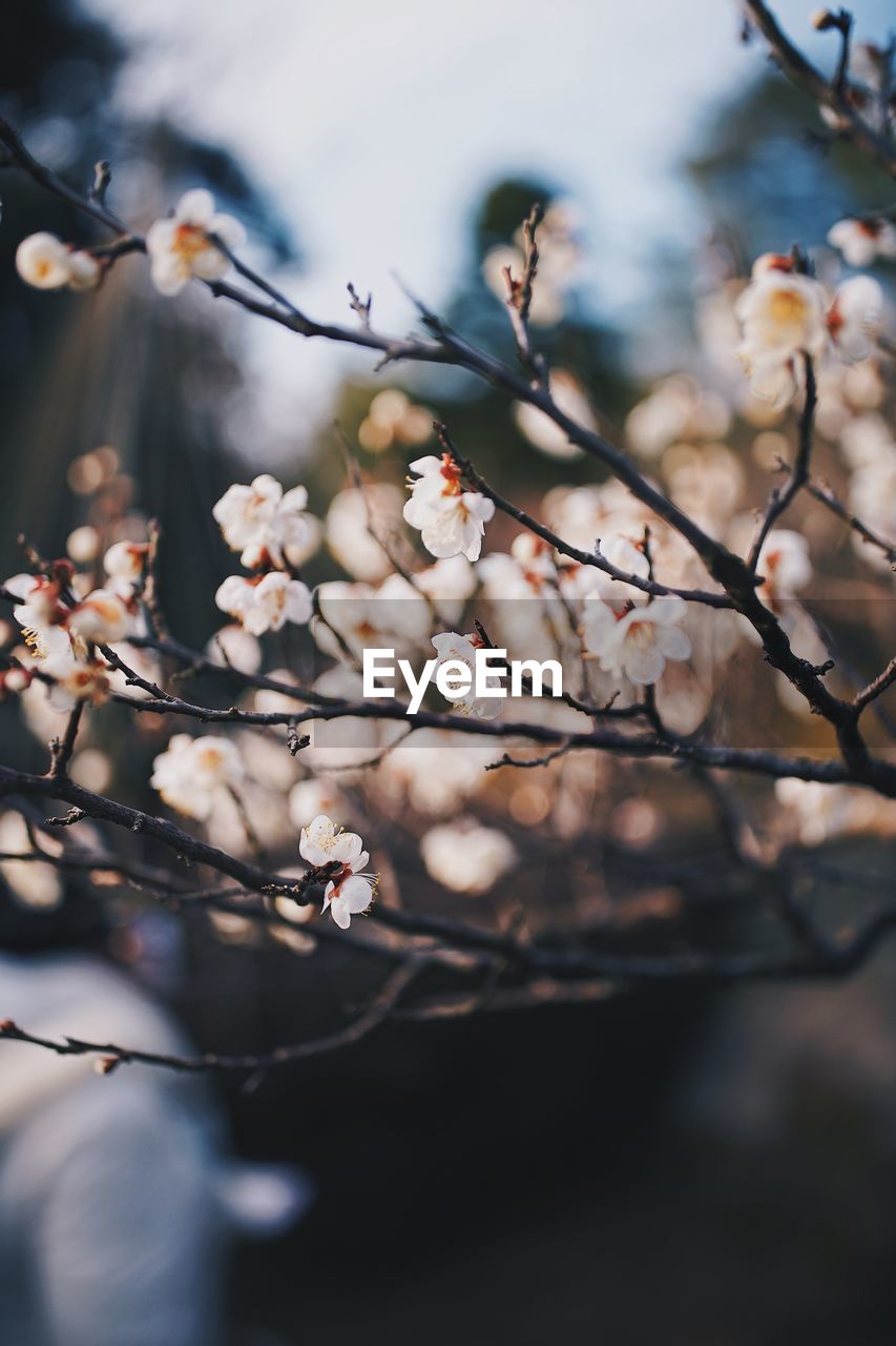 CLOSE-UP OF CHERRY BLOSSOM ON TREE
