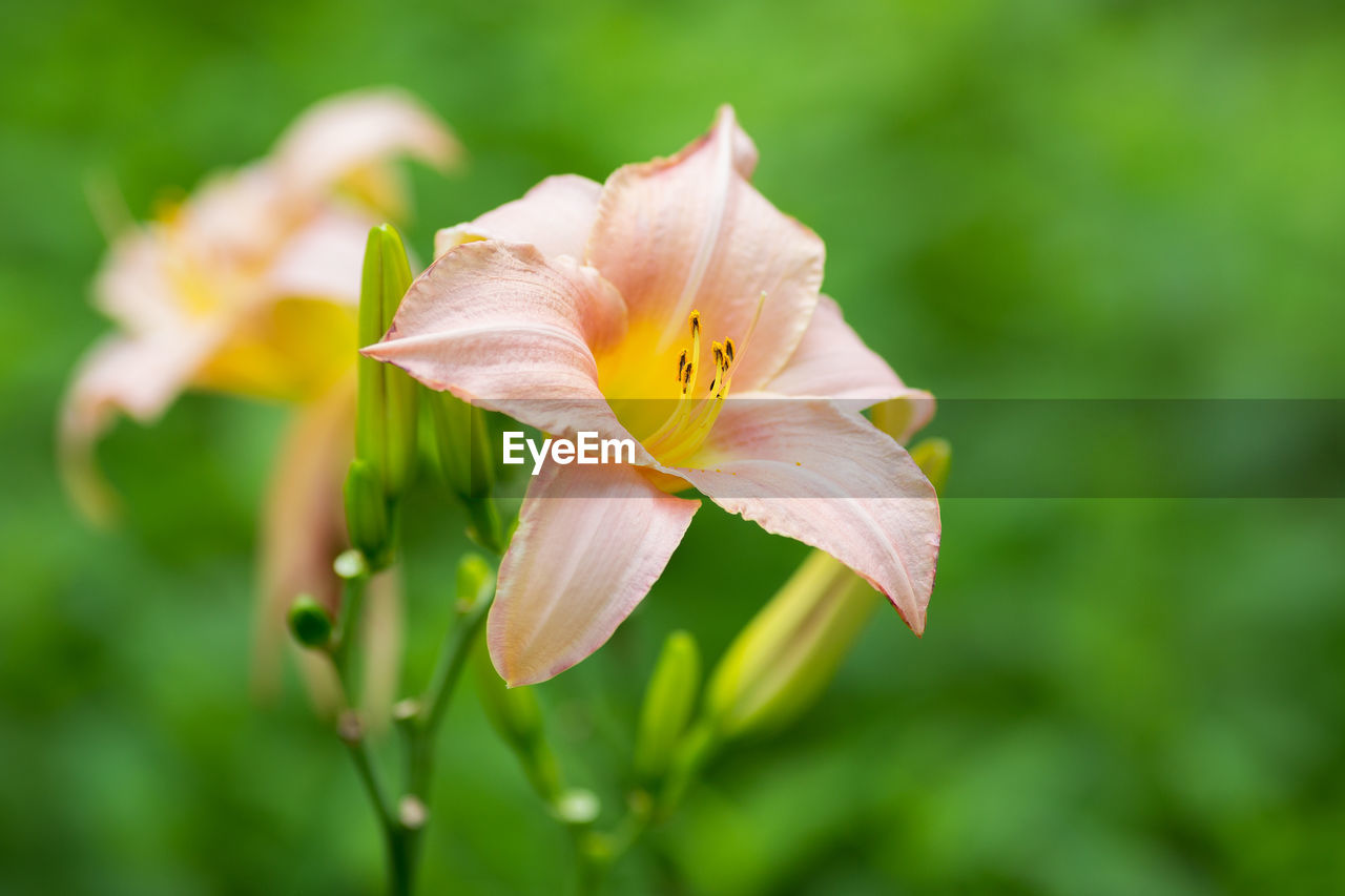 Close-up of day lily blooming outdoors