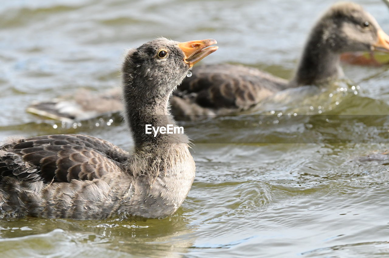 close-up of duck swimming on lake