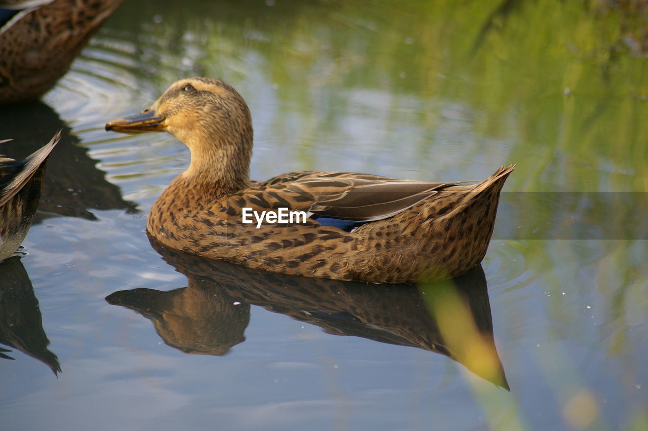 DUCK SWIMMING ON LAKE