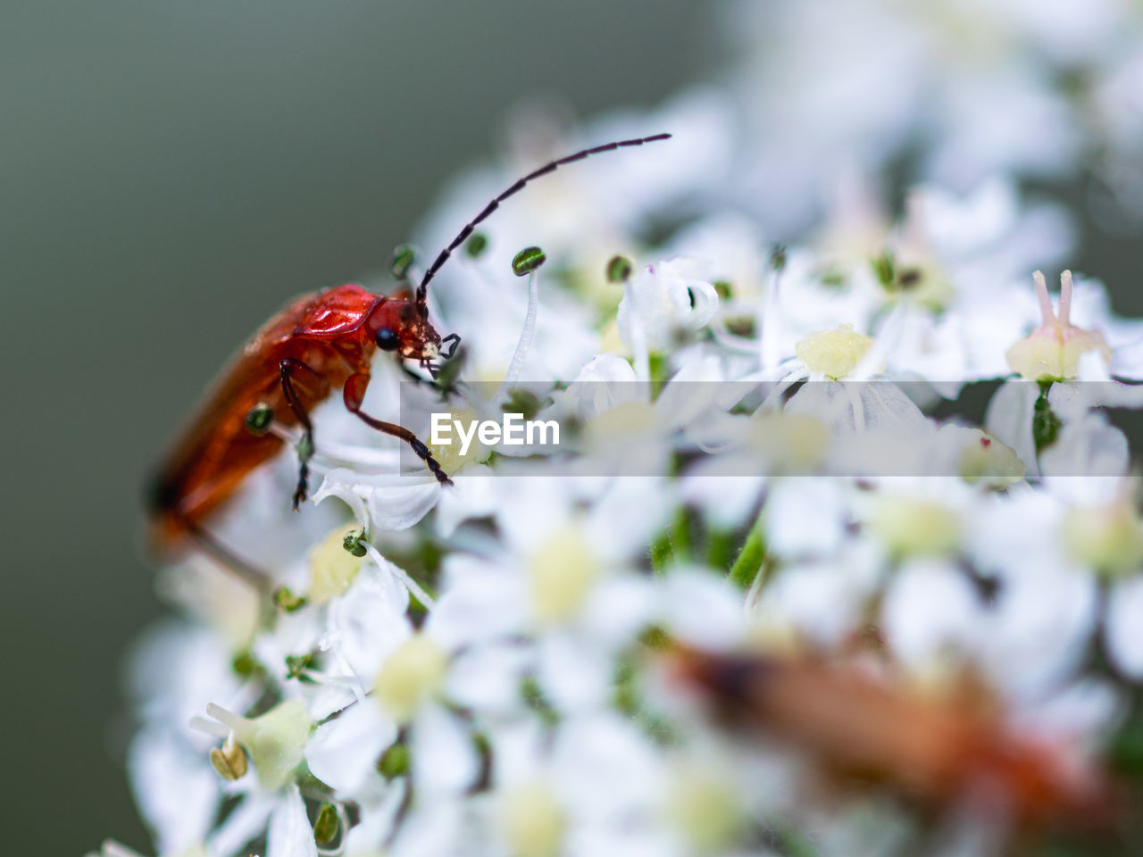 Close-up of insect on white flower