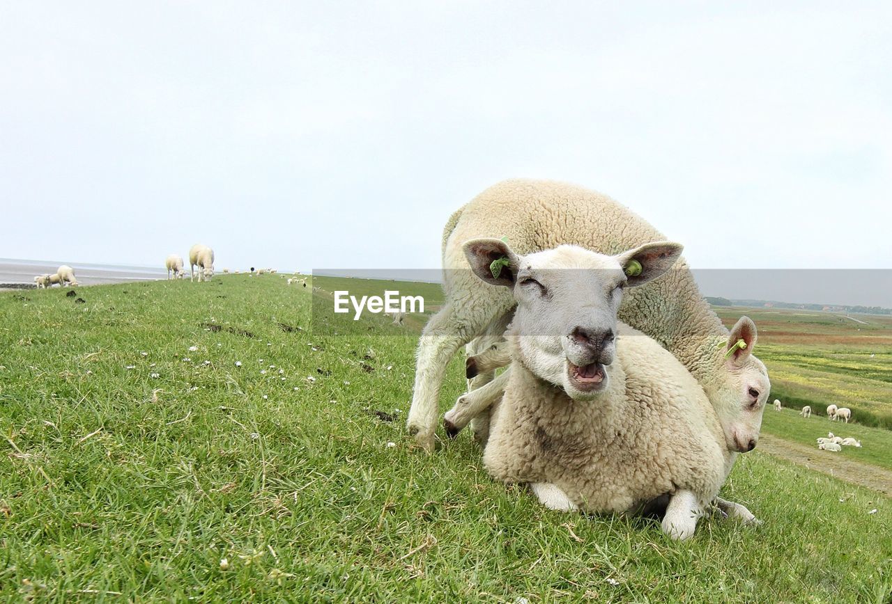 Sheep on grass field