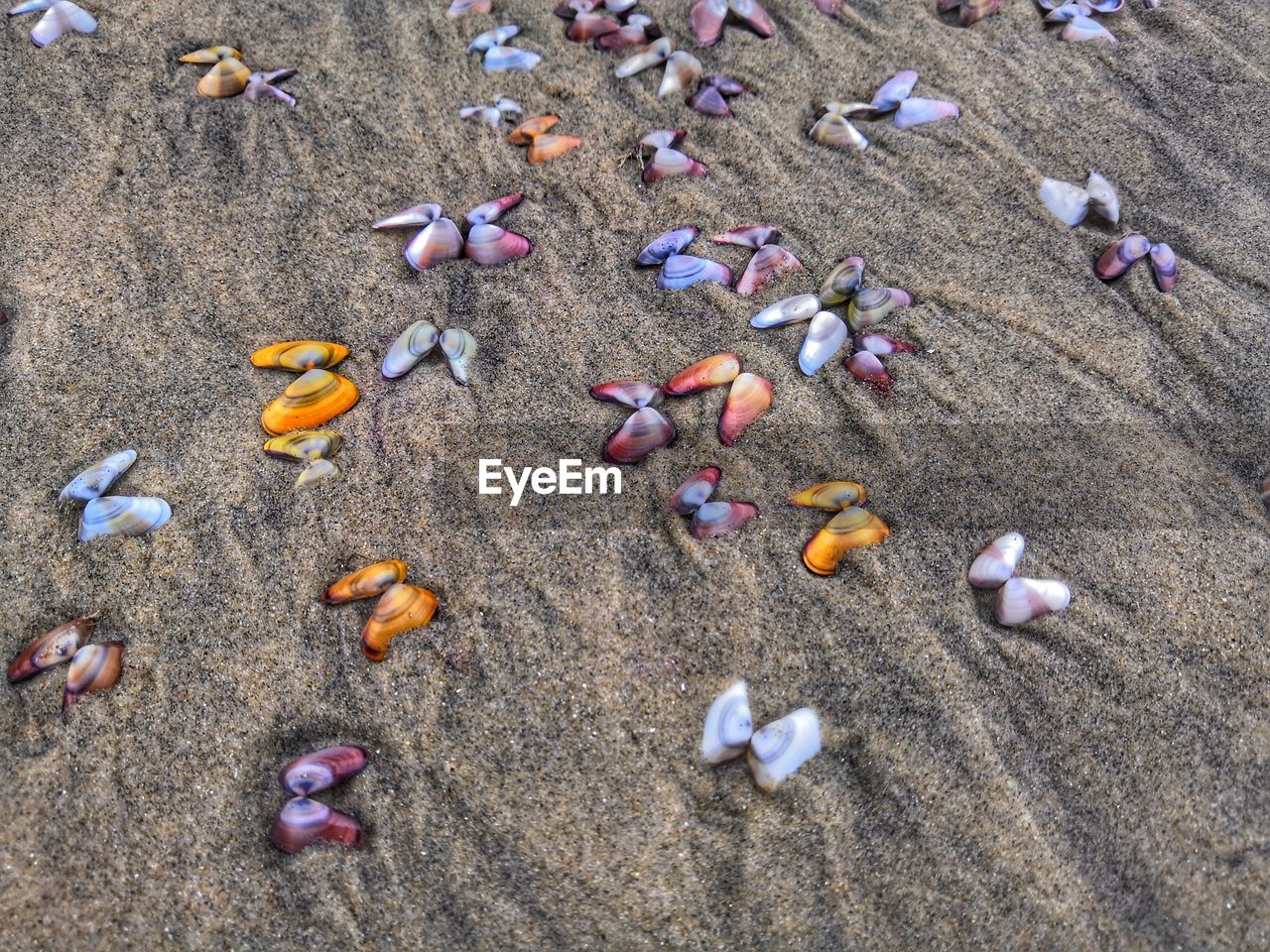 HIGH ANGLE VIEW OF SHELLS ON SHORE