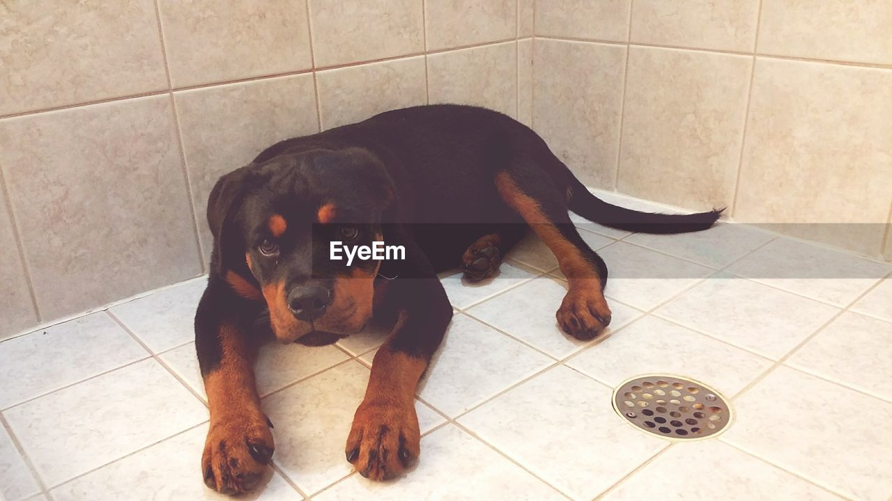 View of rottweiler in shower