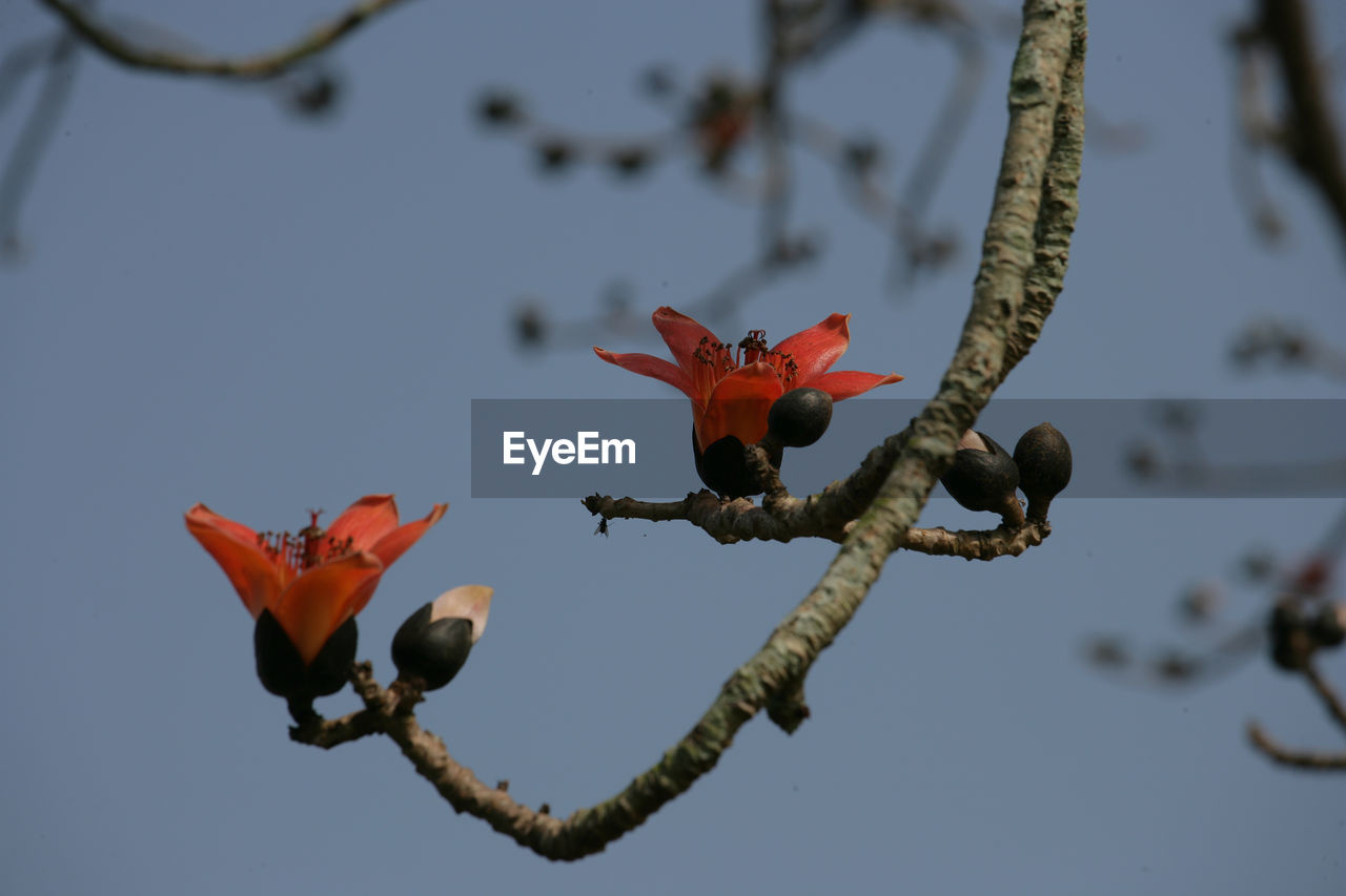 CLOSE-UP OF RED FLOWERS AGAINST SKY