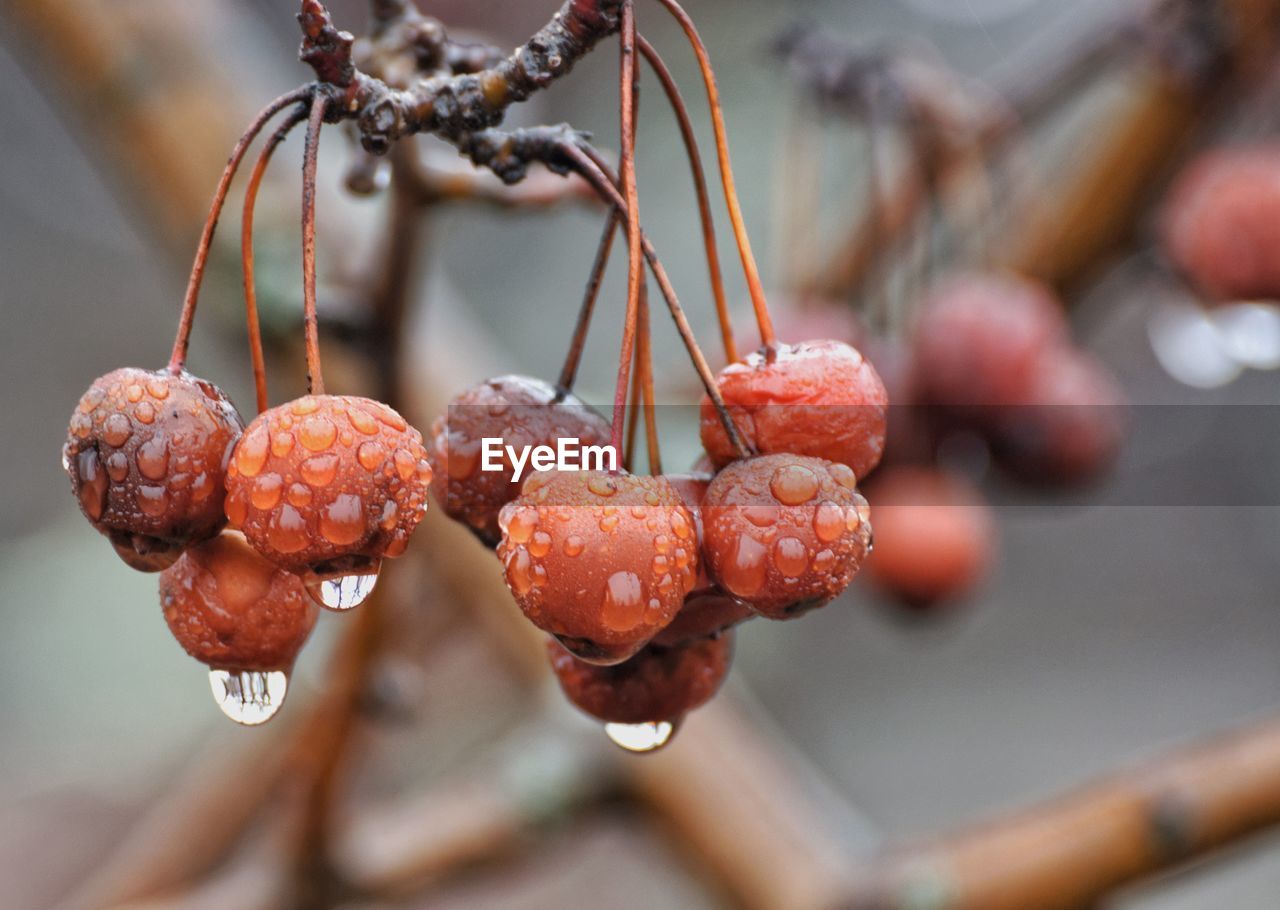 Close-up of wet berry growing on tree