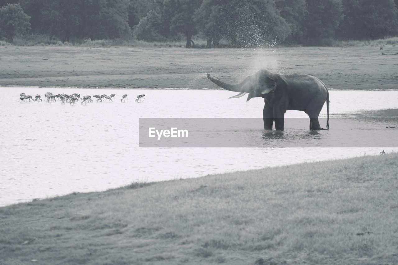 Elephant in a lake