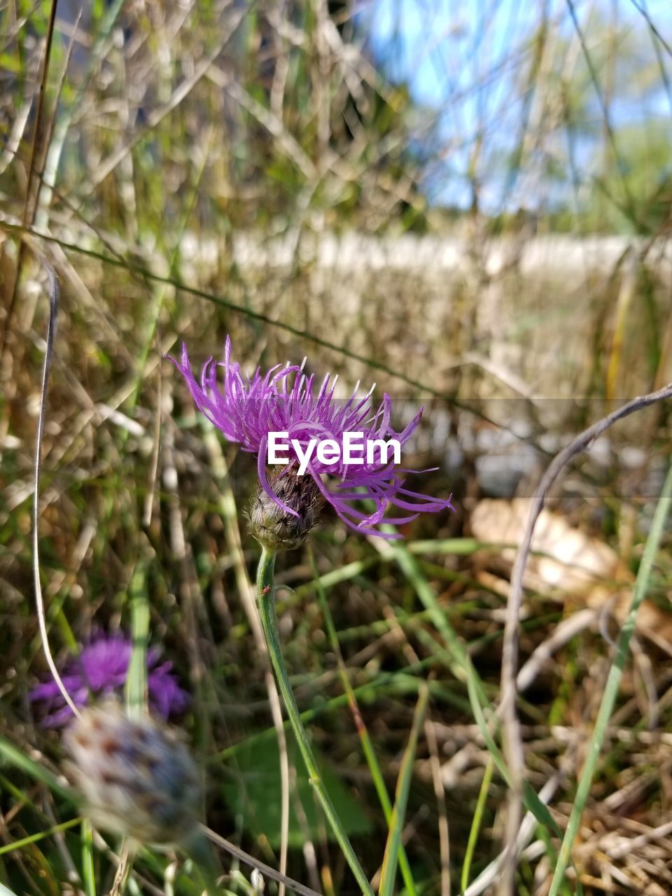 CLOSE-UP OF PURPLE CROCUS BLOOMING IN FIELD