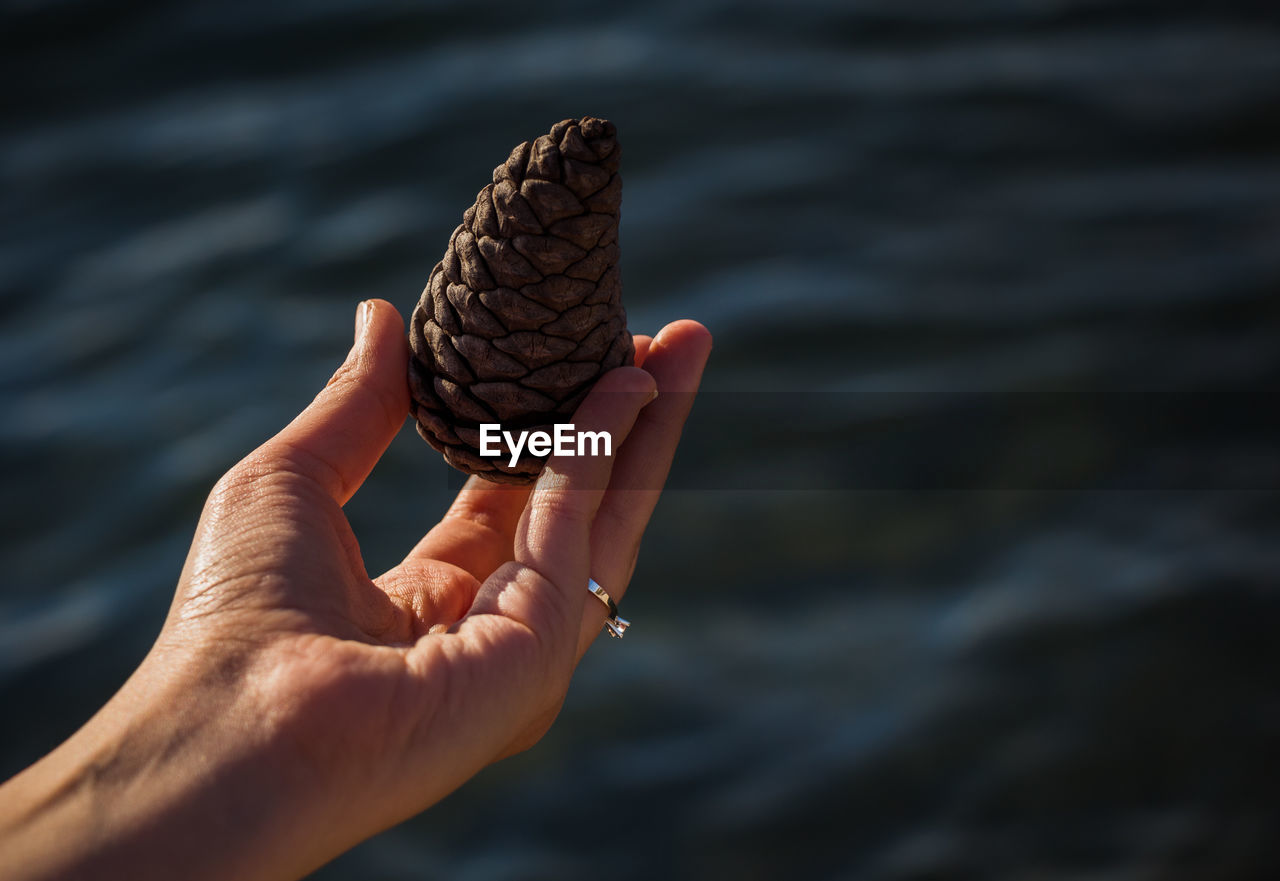 Close-up of hand holding pine cone against sea