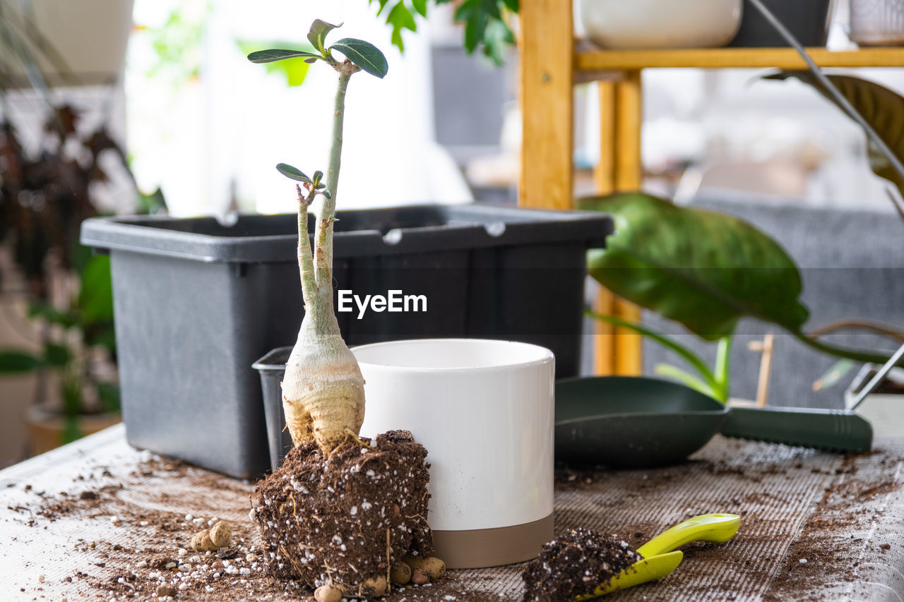 food and drink, food, plant, nature, indoors, flower, no people, table, potted plant, focus on foreground, houseplant, freshness, day, kitchen utensil, household equipment