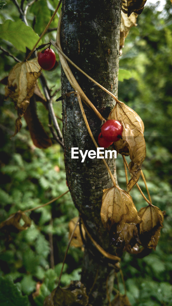 CLOSE-UP OF RED LEAVES ON TREE